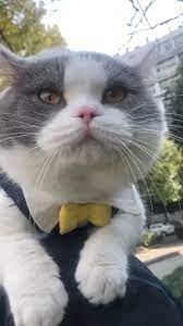 Amazing Cat Voice Video Cute Cats And Kittens Cute Cats Cat Facts