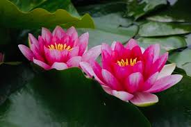 Ancient egyptians even believed that the flower was capable of resurrecting the dead. Lotus Flower Buddha Quotes Quotesgram Buddha In Lotus