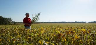 Checkoff Leads Industrywide Effort Against Weeds