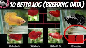 During times of betta fish breeding, male bettas build a bubble nest at the surface and attract a female to it. Betta Breeding Data Betta Log For Knowledge And Reference Youtube