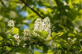 Each stem contains 3 leaves and contains green and yellow embellishments. Spring Flowers Bird Cherry A Tree With White Fragrant Flowers Stock Photo Picture And Royalty Free Image Image 81191945