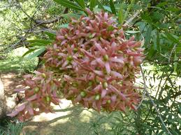 Image result for Loxostylis