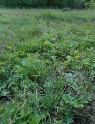 Image result for Megaloprotachne albescens