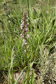 Image result for Disa aconitoides