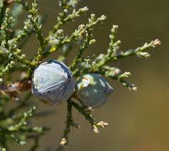 Image result for Callitris