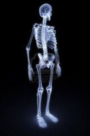 Human Skeleton Under The X Rays 3d Render Xray Art Human Skeleton X Ray