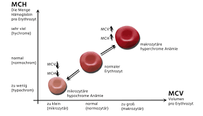 Mean corpuscular hemoglobin or mch levels refer to the amount of hemoglobin that is present in a red blood cell. á… Mchc Wert Durchschnittliche Hamoglobinkonzentration Normalwert