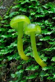 Use them in commercial designs under lifetime, perpetual & worldwide rights. Green Hygrocybe Stuffed Mushrooms Magical Mushrooms Fungi