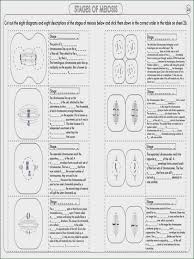 A Level Biology Cell Division Mitosis And Meiosis Activity Section 1 Worksheet Cell Division