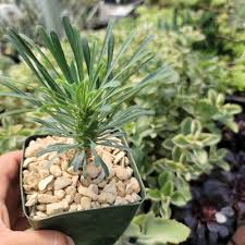 Image result for Euphorbia serratifolia