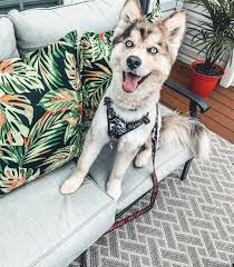 Camo Wolf Cooling Harness Dog Harness Pomsky Dog Dog Safe