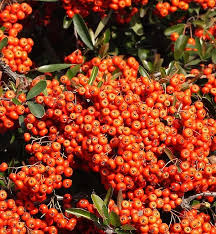 Image result for Pyracantha