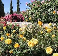 More the sweet fragrance of these beautiful roses will allure you while you are in memorial park. El Paso Municipal Rose Garden Set To Reopen