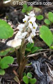 Image result for Zeuxine