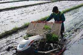 Mesin tanam padi atau rice transplanter.tanam padi adalah proses awal dari budidaya tanaman padi. Rice Transplanter Lebih Mudah Dan Lebih Hemat Pemerintah Provinsi Jawa Tengah