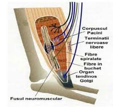 Receptori Kinestezici Anatomy Human Anatomy