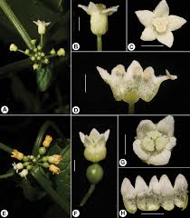 Image result for Elatostema welwitschii