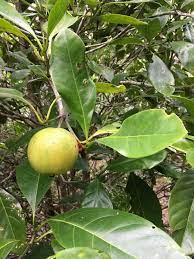 Featured trees, vines, shrubs and flowers. Rainforest Tree Of The Month May 2019 Native Gardenia Paluma Our Village In The Mist