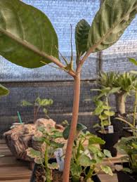 Image result for Dorstenia cuspidata