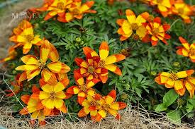 Image result for foto Dvouzubec