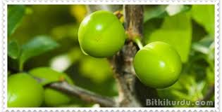 Bitkikurdu Com Sifali Otlar Meyve Bitki