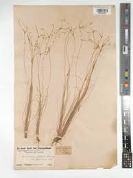 Image result for Bulbostylis densa