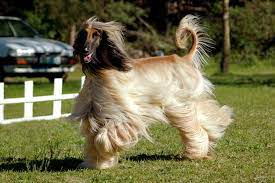 These herding dogs require special care of. Top 13 Long Haired Dog Breeds Will Make You Envy Them Pet Comments