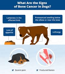 It often grows worse over time. Bone Cancer Osteosarcoma In Dogs Canna Pet