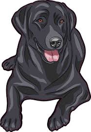 Annie and earl produce absolutely beautiful, sweet and smart puppies, everything you are looking for in english lab puppies. Pin On Animals