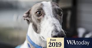 We encourage you to visit the rest of our web site and our kennel to learn more about the temperament and greyhounds are intelligent, affectionate, laid back and exceedingly clean. No More Muzzles Retired Greyhounds Not Dangerous State Decides