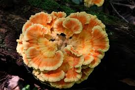 Image result for Xanthoconium sp.
