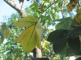 Image result for Manihot glaziovii