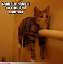 Poze amuzante cu animale câini comici clipuri amuzante cu animale căței amuzanți animale amuzante pisici haioase animale haioase cele mai drăguțe animale animal comic. Poze Amuzante Pisica 6ab5f620b20344 Imagini Amuzante Iodeeacool