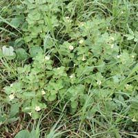 Image result for Pedalium