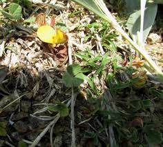 Image result for Rhynchosia elegans