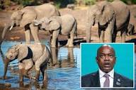 Botswana threatens to send 20,000 elephants to Germany