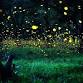 Chasing Fireflies and Waterfalls event image