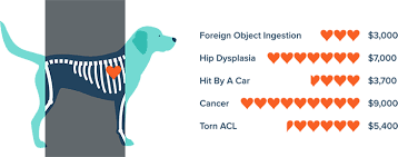 We did not find results for: Pet Insurance