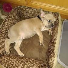 Hi There I M Bea Colin And I Provide Puppies From My Home In Palmdale Ca I Began Breeding Dogs In 199 Dog Breeder Dog Breeders Near Me Cute Puppies For Sale