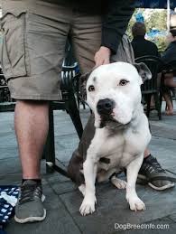 Maybe you would like to learn more about one of these? Bullypit Dog Breed Information And Pictures