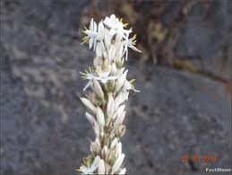 Image result for Sclerocarpus africanus