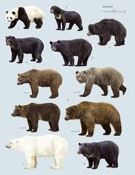 Here Is A Poster Of The 8 Bear Species Note A Koala Is Not A Bear 1 Panda Bear 2 Sun Bear 3 Sloth Bear 4 An Bear Species Sloth Bear American Black Bear