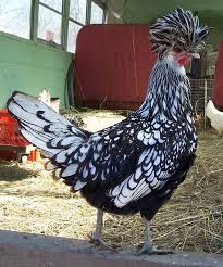 Check spelling or type a new query. Silver Laced Polish Chicken The Polish Also Called The Poland Is A European Breed Of Chicken Known For Its Cres Chickens Backyard Pet Birds Chicken Breeds