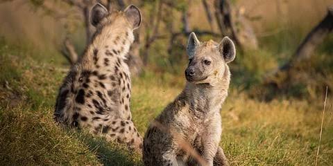 Hyena sanctuary being mulled in Karnataka, Wildlife Institute of India to be roped in for census