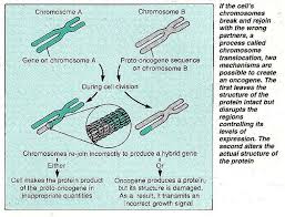 Image result for Oncogene