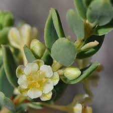 Image result for Clutia