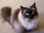 Ragdoll Rescue ― ADOPTIONS