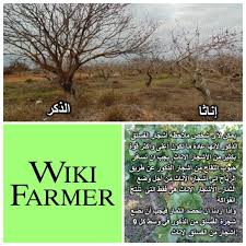معلومات عن شجرة الفستق Wikifarmer Screenshots Lockscreen Lockscreen Screenshot