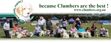Why buy a clumber spaniel puppy for sale if you can adopt and save a life? Clumber Spaniel League Victoria