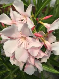 Image result for Nerium oleander